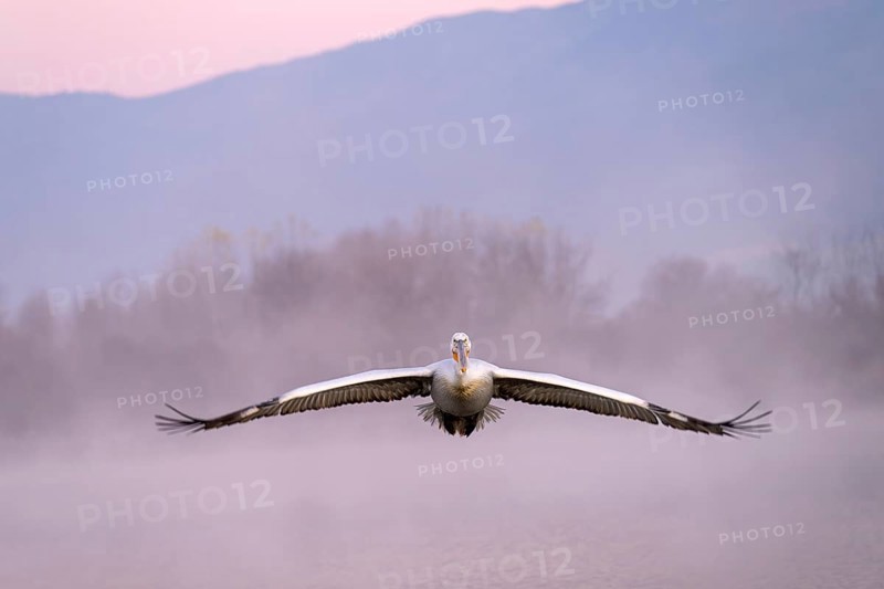 Dalmatian Pelican (Pelecanus crispus), Dalmatian Pelican, flying, morning mood, fog, in splendour, Lake Kerkini, Greece