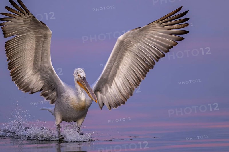 Dalmatian Pelican (Pelecanus crispus), Dalmatian Pelican, flying, morning mood, close up, in splendour, Lake Kerkini, Greece