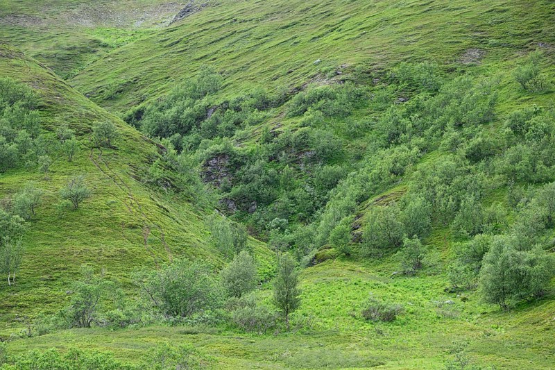 Lush green hills with thick vegetation and trees birch and willow bushes in a peaceful landscape, Berlevåg, Finnmark, Norway