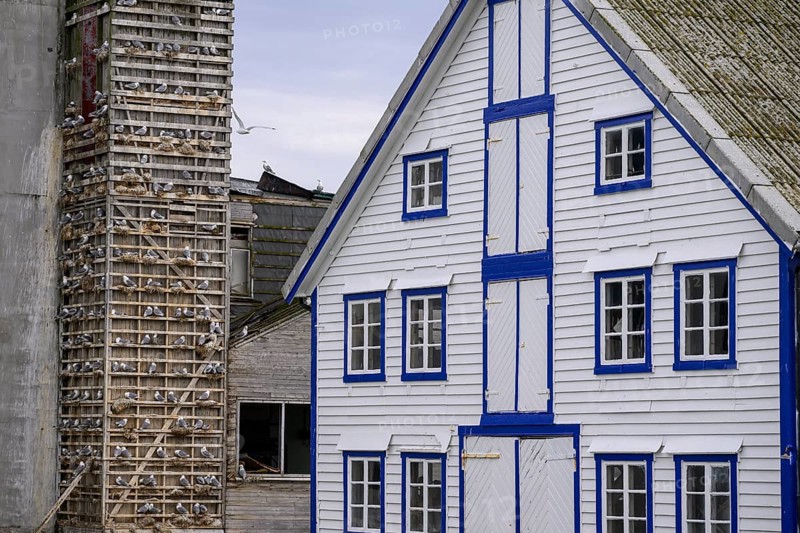 A traditional building with blue and white accents and a striking façade is seen next to an artificial bird cliff for kittiwakes (Rissa tridactyla) in the old fishing harbour of Berlevag, Berlevåg, Finnmark, Norway