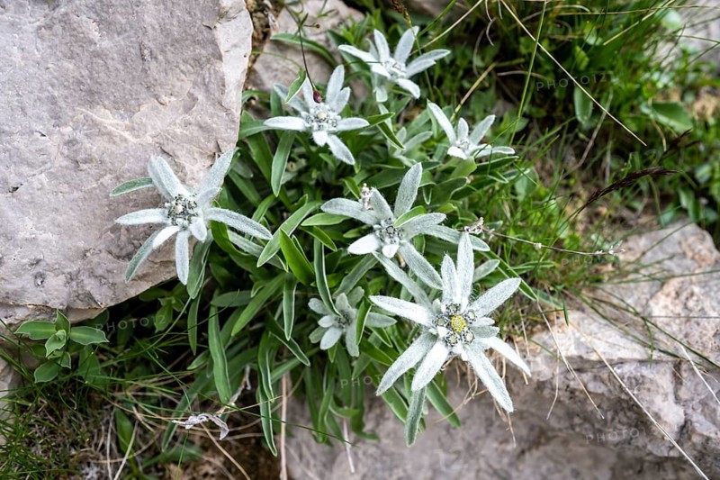 Alpine edelweiss (Leontopodium nivale) growing between rocks, Brenta Mountains, Trentino, Italy