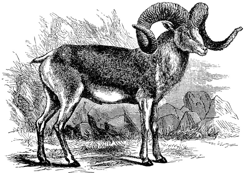 The big ship of Pamir, Marco Polo's sheep, ram with big twisted horns, outdoors, stones, grass, historical illustration 19th century