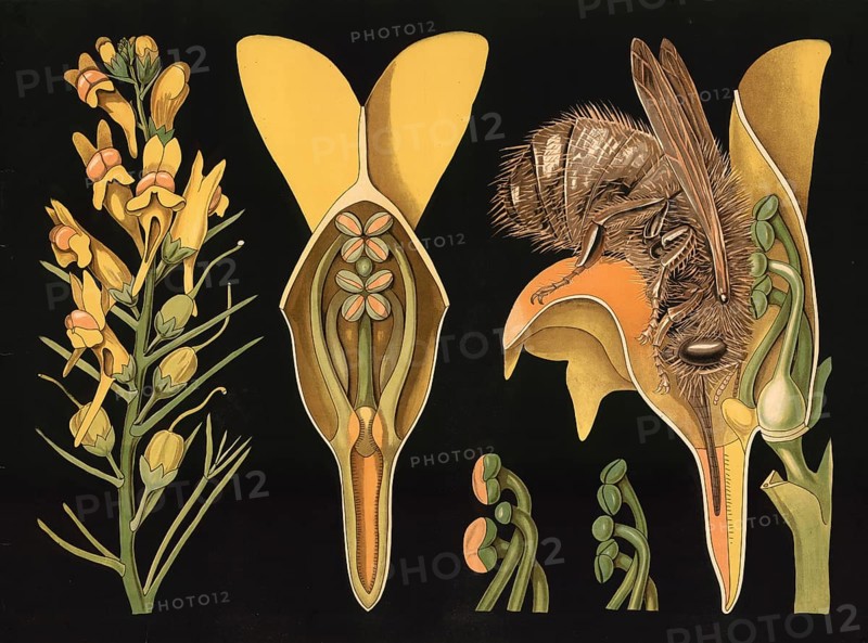 Scientific illustration with details, common flaxwort, Linaria vulgaris, school picture, authentic reproduction of a school mural, around 1909, based on an original by Gottlieb von Koch, exact date unknown, historical