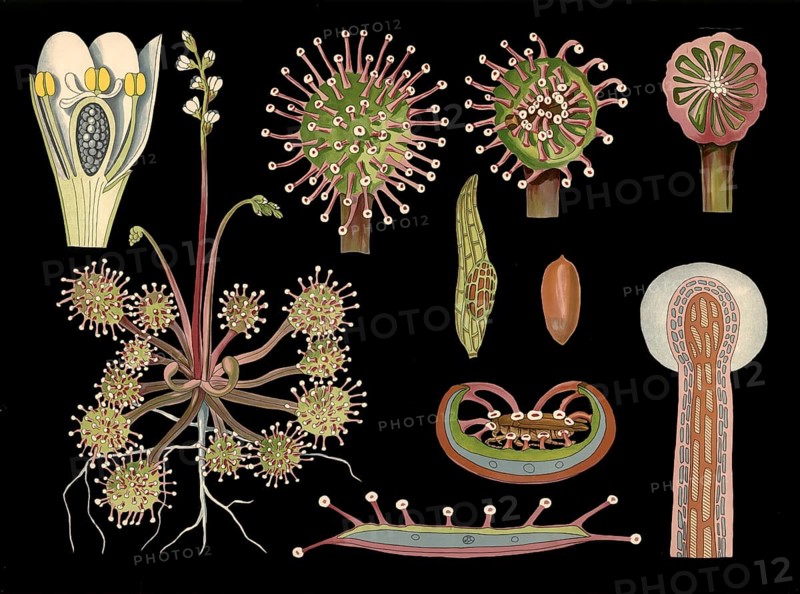 Scientific illustration with details, round-leaf sundew, Drosera rotundifolia, school painting, authentic reproduction of a school mural, around 1909, based on an original by Gottlieb von Koch, exact date unknown, historical
