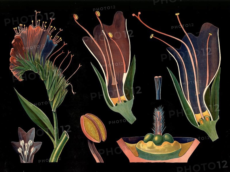 Scientific illustration with details, snake head, Echium vulgare, school picture, authentic reproduction of a school mural, around 1909, based on an original by Gottlieb von Koch, exact date unknown, historical