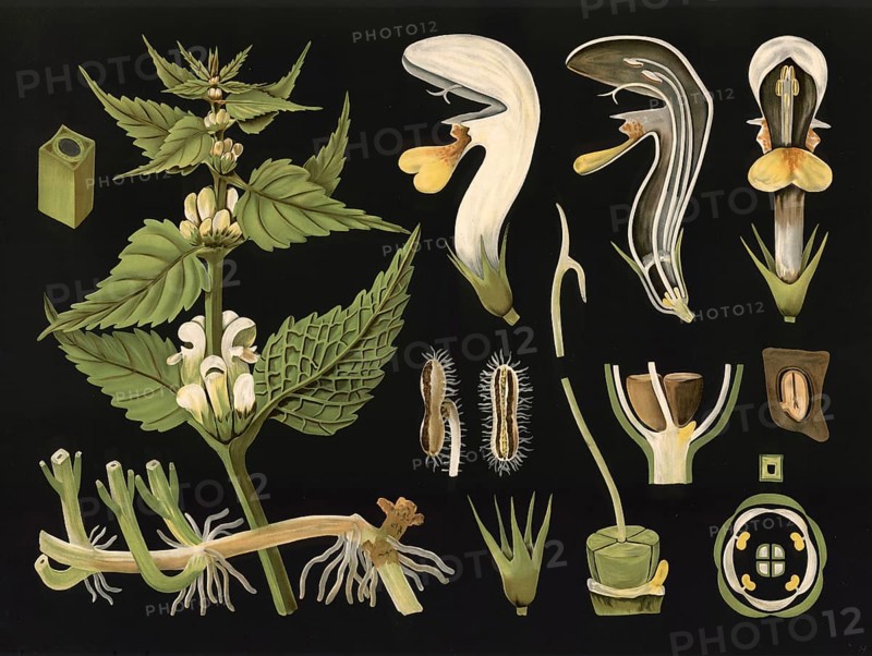 Scientific illustration with details, white deaf nettle, Lamium album, school picture, authentic reproduction of a school mural, around 1909, based on an original by Gottlieb von Koch, exact date unknown, historical