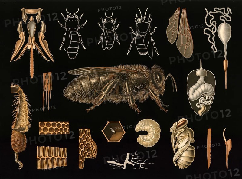Scientific illustration with details, honeybee, Apis mellifera, school picture, authentic reproduction of a school mural, around 1909, based on an original by Gottlieb von Koch, exact date unknown, historical