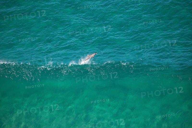 Day time view of dolphin jumping with waves near Byron Bay light house, New South Wales, Australia