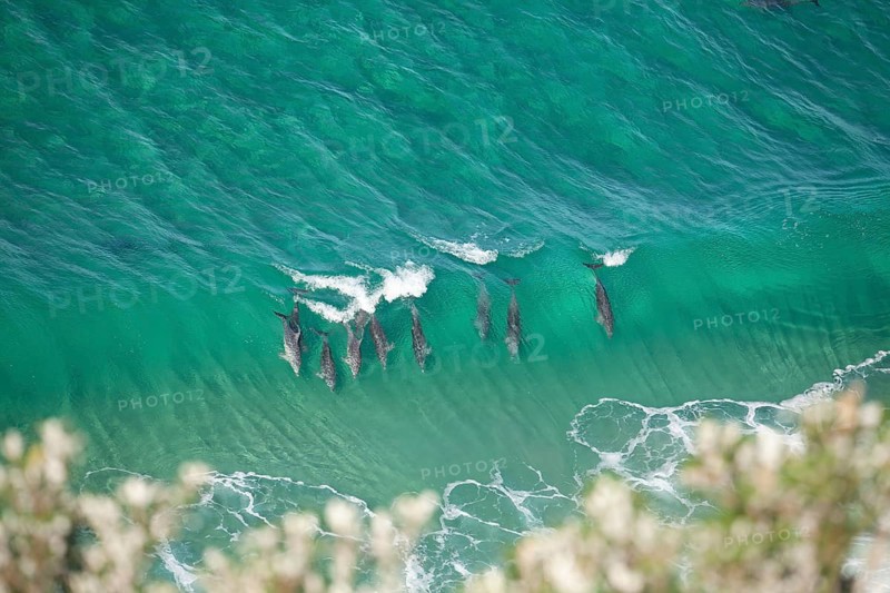 A pod of dolphins swims through turquoise waves near the iconic lighthouse in crystal clear water. At noon, Byron Bay, New South Wales, Australia