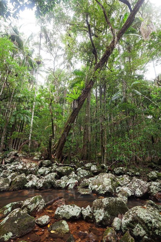 Ancient subtropical Gondwana rainforest with strangler fig at Repentance Creek, Minyon Falls track, New South Wales, Australia