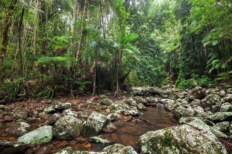 Creek flows through ancient subtropical Gondwana forest at Repentance Creek on Minyon Falls track, New South Wales, Australia