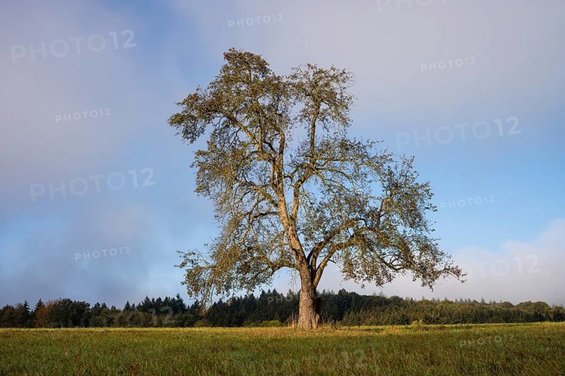 Solitary pear tree (Pyrus) . Rhine-Neckar district, Baden-Württemberg, Germany