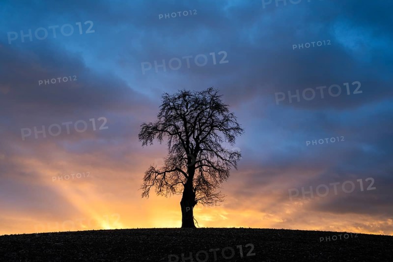 Solitary pear tree (Pyrus) at sunset with sunbeams. Rhine-Neckar district, Baden-Württemberg, Germany