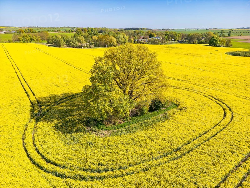 Aerial view, drone photo: A single tree in a field with flowering oilseed rape (Brassica napus), Müncheberg, Märkisch-Oderland, Brandenburg, Germany
