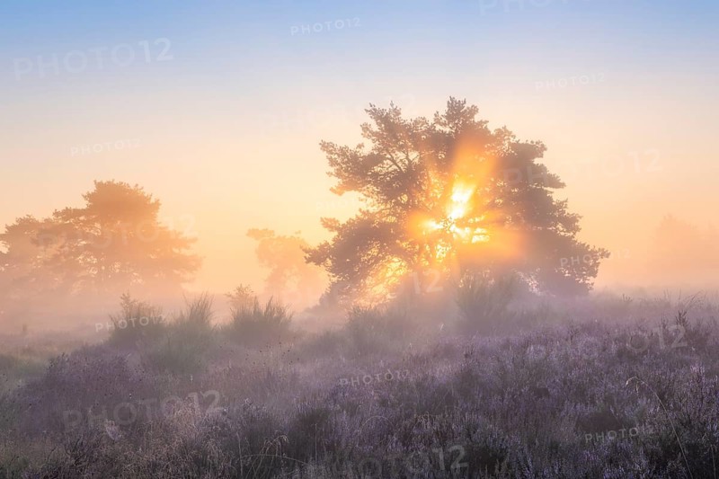 Pine trees in the blooming Mehlinger Heide at sunrise. Fog, fog rays and backlight. Mehlinger Heide Nature Reserve, Mehlingen, Rhineland-Palatinate, Germany