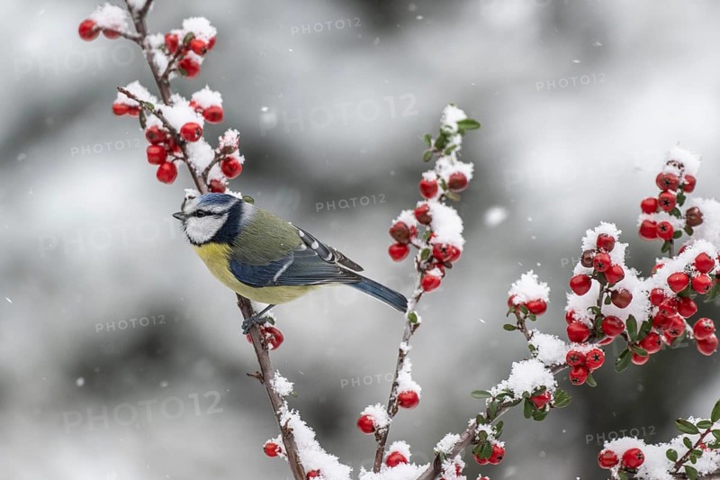 Blue tit (Parus caerulea), Emsland, Lower Saxony, Germany