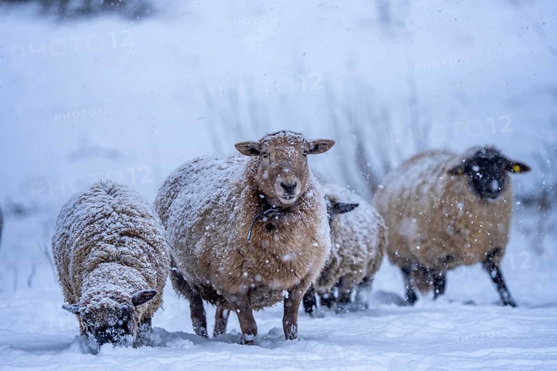 Winter weather, blowing snow, sheep on a snowy pasture, looking for food, thick fur, Elfringhauser Schweiz, near Hattingen, North Rhine-Westphalia, Germany