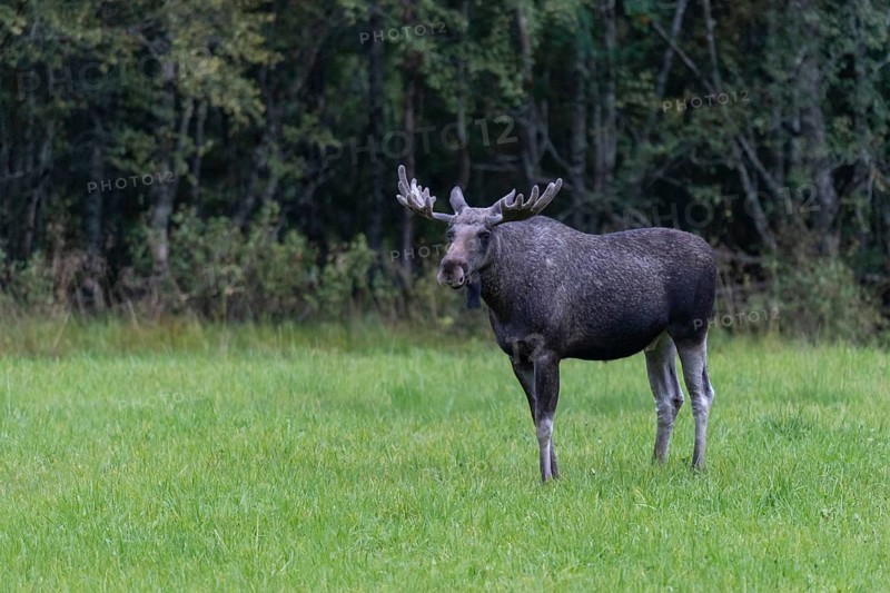 Male moose (Alces alces) in a meadow, Lauvsnes, Nordtronderlag, Norway