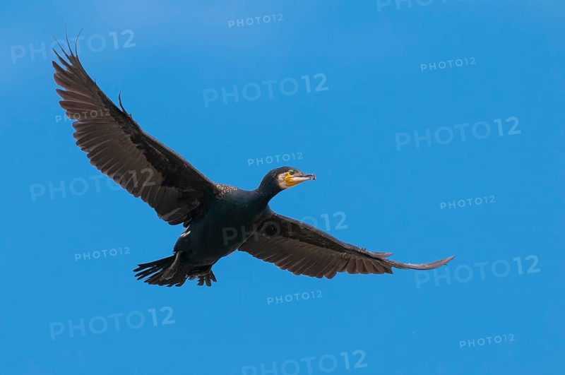 Cormorant (Phalacrocorax carbo) in flight, Stralsund, Mecklenburg-Western Pomerania, Germany
