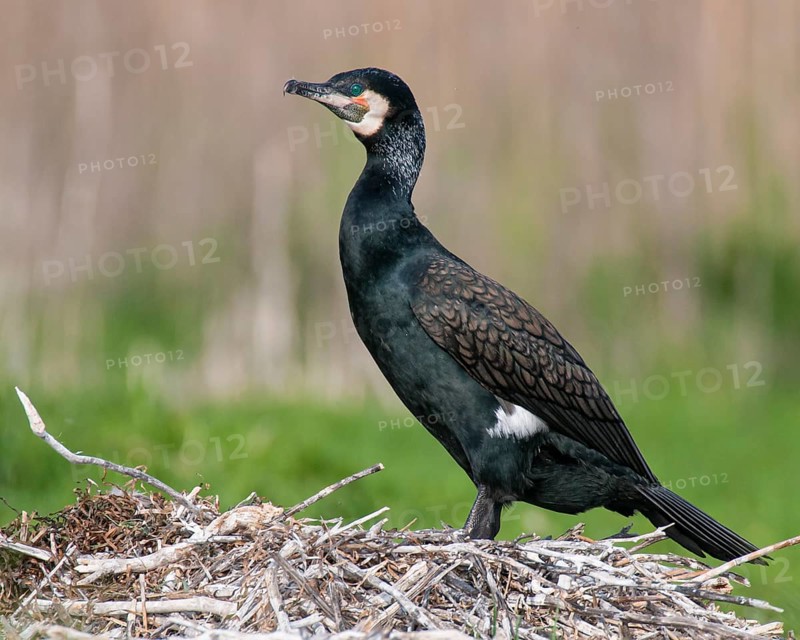 Cormorant (Phalacrocorax carbo) in the breeding colony, Stralsund, Mecklenburg-Western Pomerania, Germany