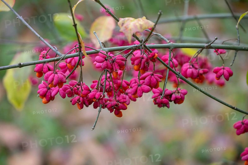 Common spindle bush (Euonymus europaeus), Bavaria, Germany