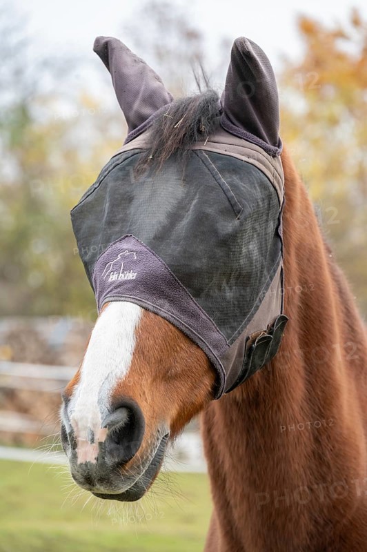Horse with fly protection in paddock, Bavaria, Germany