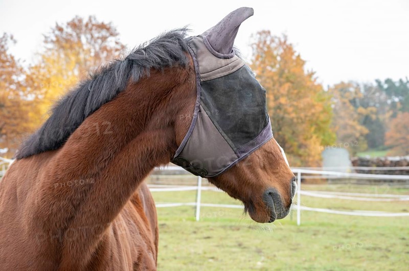 Horse with fly protection in paddock, Bavaria, Germany