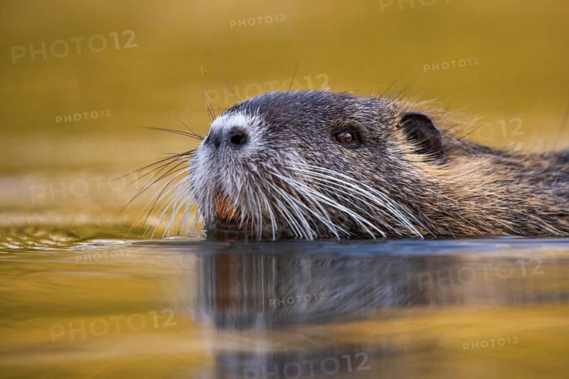 Nutria (Myocastor coypus) in a body of water, Osnabrück, Lower Saxony, Germany