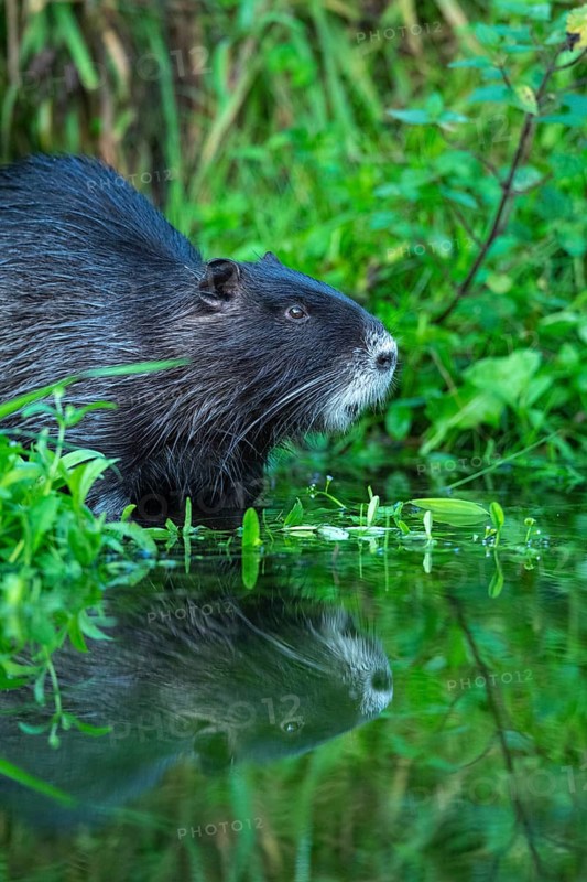 Nutria (Myocastor coypus) in a body of water, Osnabrück, Lower Saxony, Germany