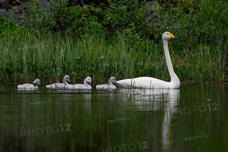Swan family Whooper swan (Cygnus cygnus) in a quiet pond surrounded by tall grasses and natural green scenery, Tana, Finnmark, Norway