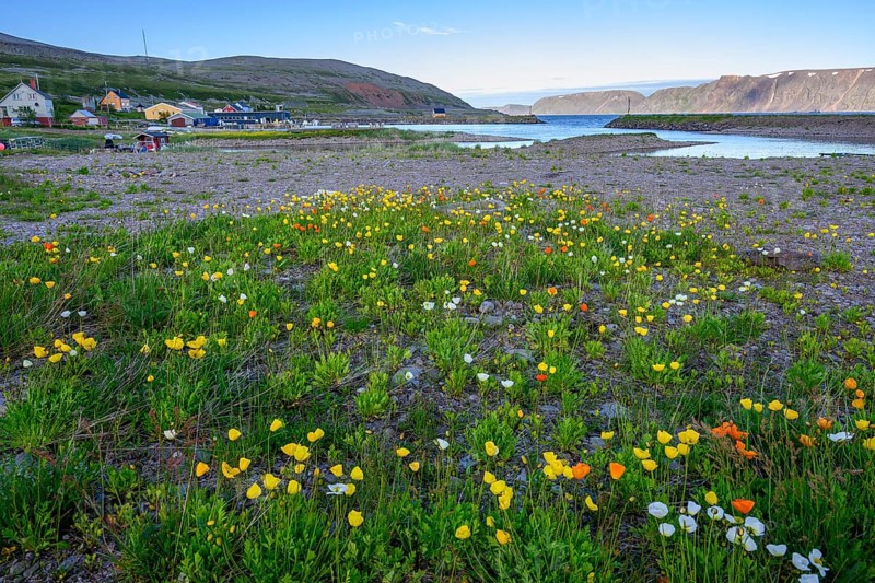 Vibrant flower field with yellow and white arctic poppies (Papaver radicatum) under a clear sky and mountains in the background stretches the Syltefjord, Nordfjord, Båtsfjord, Finnmark, Norway