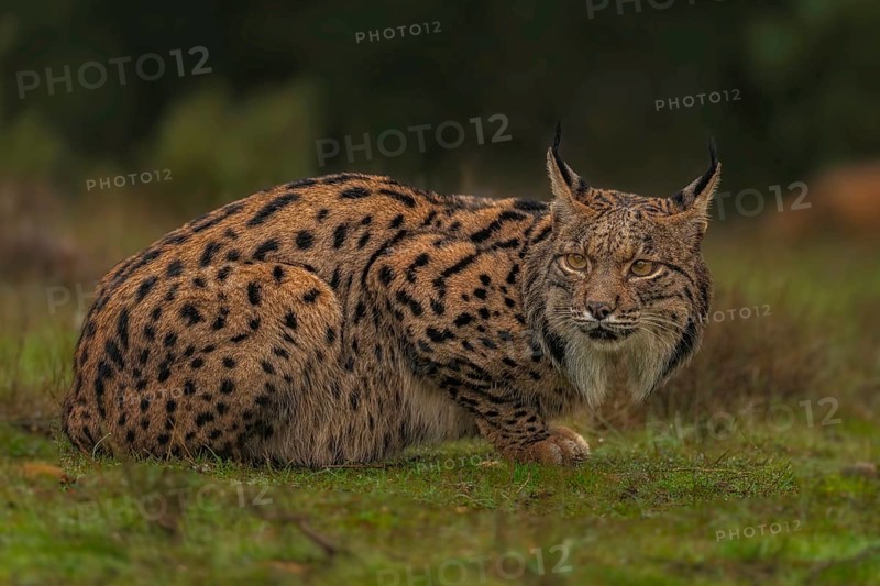 Common Lynx, Iberian Lynx, Lynx pardinus, Castilla La Mancha, Spain