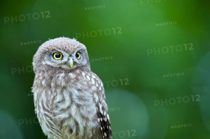A little owl (Athene noctua) sits alone on an old willow pole in front of a soft green background, close-up with many feather details, Osnabrücker Land, Lower Saxony, Germany