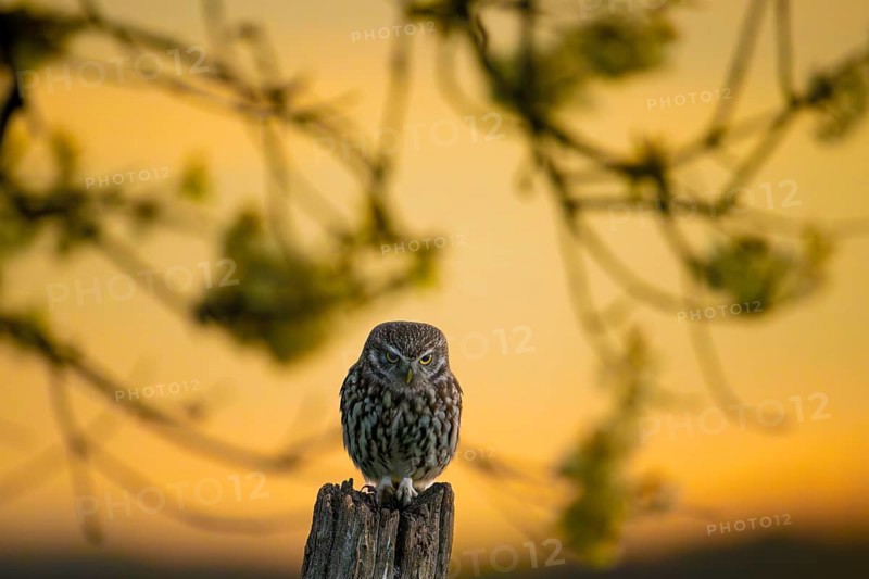 Little owl (Athene noctua) on an old, weathered fence post at golden sunset, surrounded by silver illuminated branches, Osnabrücker Land, Lower Saxony, Germany
