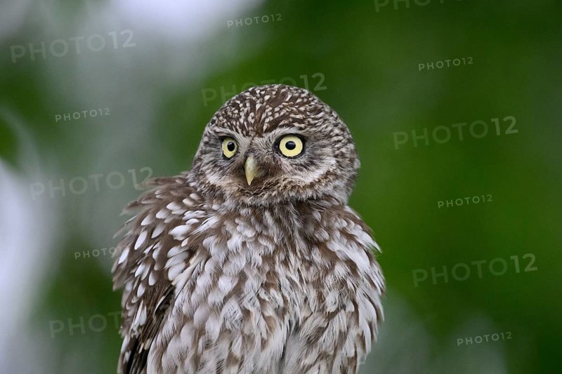 Close-up of a Little Owl (Athene noctua) with ruffled feathers and yellow eyes, Osnabrücker Land, Lower Saxony, Germany