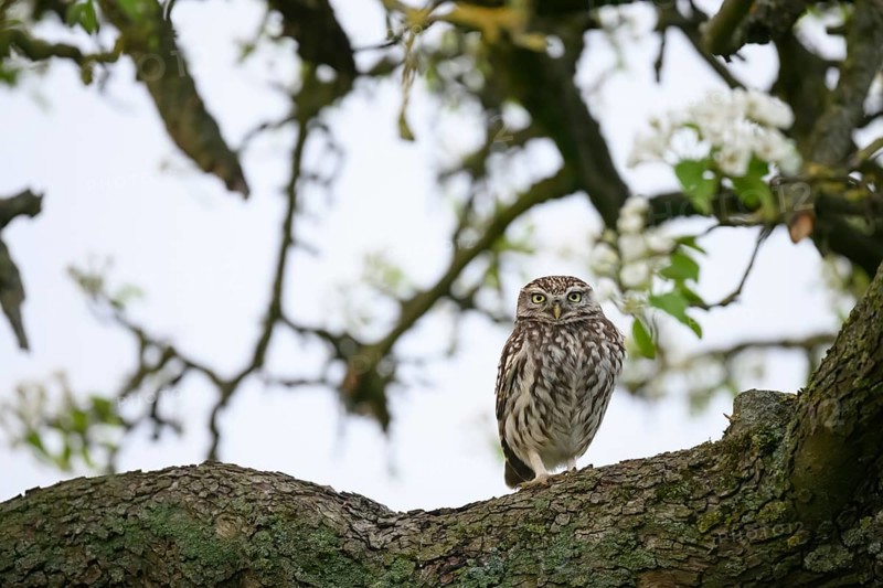 Little owl (Athene noctua) perched on a branch of a pear tree (Pyrus communis), against a light-coloured background in a tree-rich environment, Osnabrücker Land, Lower Saxony, Germany