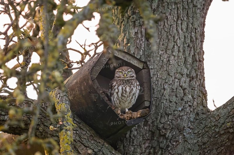 A little owl (Athene noctua) sits in an artificial nesting box and looks around attentively, Osnabrücker Land, Lower Saxony, Germany