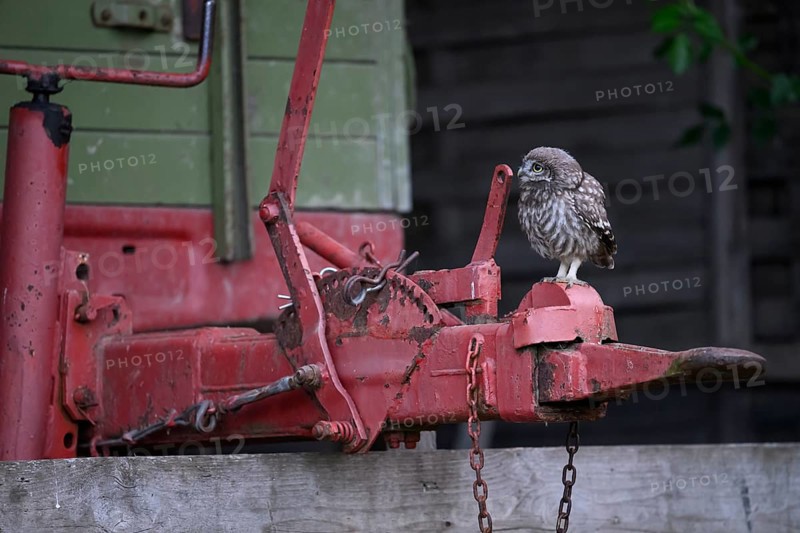 A young little owl (Athene noctua) sitting on the drawbar of an old agricultural implement, Osnabrücker Land, Lower Saxony, Germany