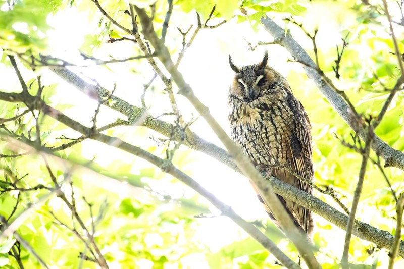 A long-eared owl (Asio otus) sitting on a branch, surrounded by green leaves in bright daylight, East Westphalia, North Rhine-Westphalia, Germany
