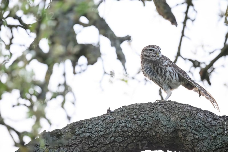 Little owl (Athene noctua) stretching out a wing on a branch of a pear tree (Pyrus communis), against a light-coloured background in a tree-rich environment, Osnabrücker Land, Lower Saxony, Germany