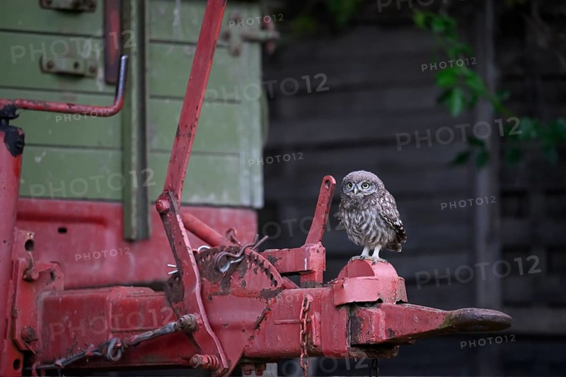 A young little owl (Athene noctua) sitting on the drawbar of an old agricultural machine, strong contrast to the natural environment, Osnabrücker Land, Lower Saxony, Germany