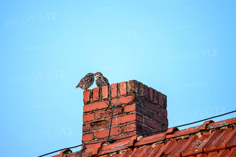 Two little owls (Athene noctua) sitting on a brick chimney in front of a blue sky and mating, Osnabrücker Land, Lower Saxony, Germany