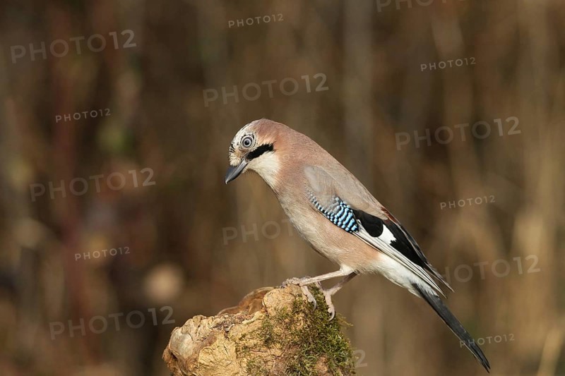 Eurasian jay (Garrulus glandarius) at winter feeding in the forest, Allgäu, Bavaria, Germany, Allgäu, Bavaria, Germany