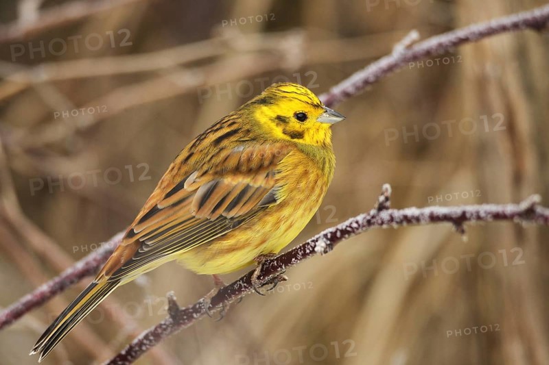 Yellowhammer (Emberiza citrinella) male, Allgäu, Bavaria, Germany, Allgäu, Bavaria, Germany