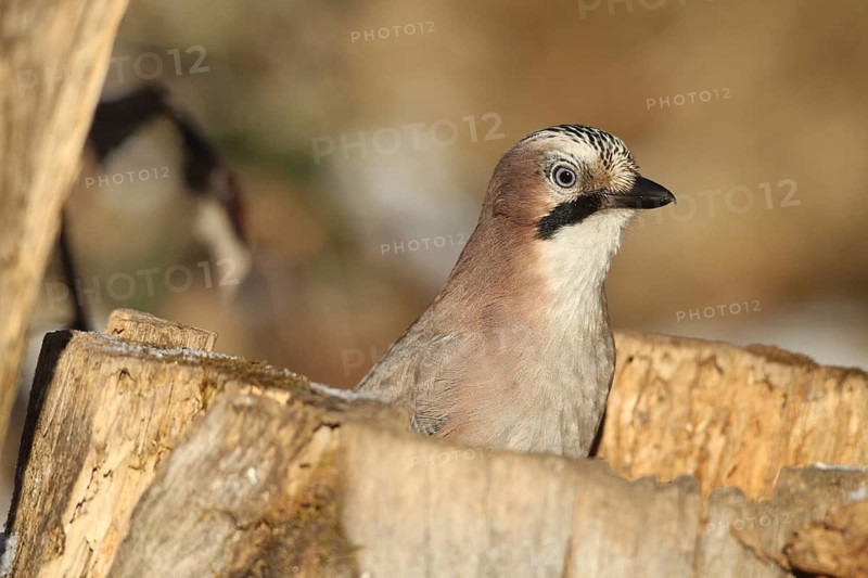 Eurasian Jay (Garrulus glandarius) portrait, at winter feeding in the forest, Allgäu, Bavaria, Germany, Allgäu, Bavaria, Germany