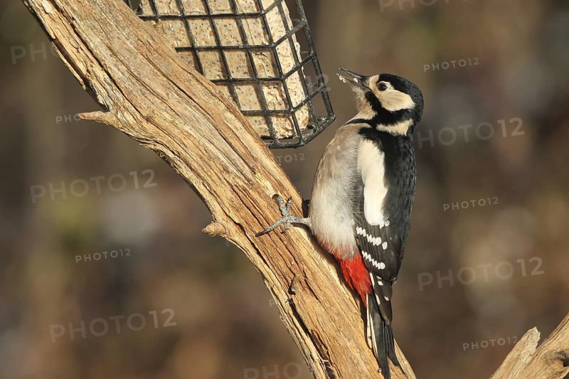 Great spotted woodpecker (Dendrocopos major) at winter feeding in the forest, Allgäu, Bavaria, Germany, Allgäu, Bavaria, Germany