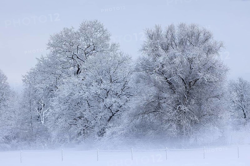 Trees covered with snow and ice in a winter landscape with fog, Schleswig-Holstein, Germany