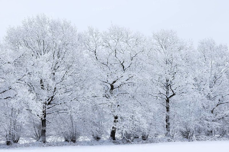 Trees covered with snow and ice in a winter landscape, oak trees (Quercus), Schleswig-Holstein, Germany
