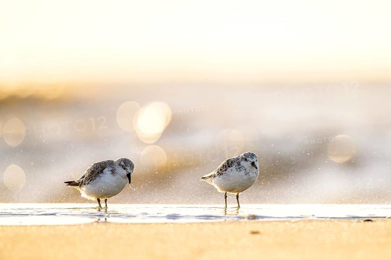 Two sanderlings (Calidris alba) standing on the beach of the island of Texel, in sunlight with blurred background, Texel, Noord Holland, Netherlands