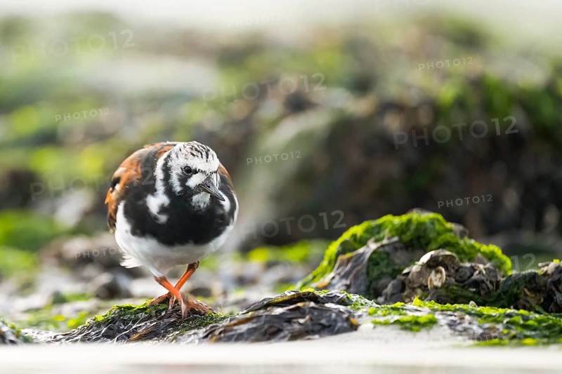 A turnstone turnstone (Arenaria interpres) on the shore, surrounded by shells and algae, in a natural environment, Texel Island, Den Hoorn, Noord-Holland, Netherlands